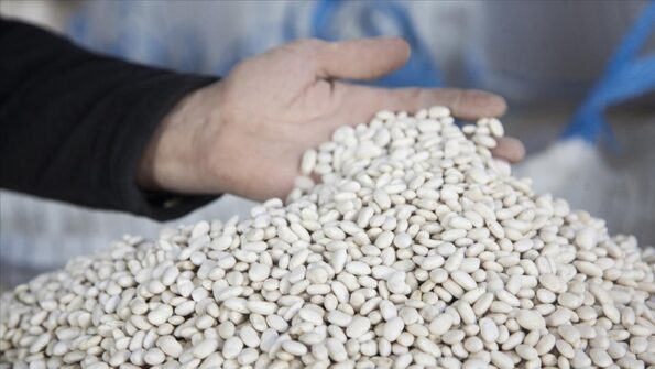Kuru Fasülye Üretiminde Rekor Kırıldı
